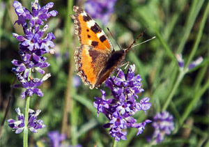 Lavendel